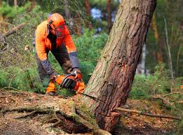 Best Tree Maintenance Programs  in Eloy, AZ